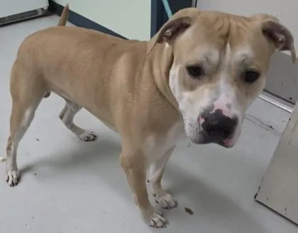 Omelette thumbnail 2