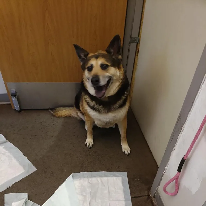 A senior small-sized female Brown / Chocolate Shepherd dog named Kira Ann for adoption in Chattanooga, TN