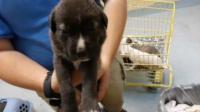 A baby small-sized male Labrador Retriever dog named Day for adoption in Tulsa, OK