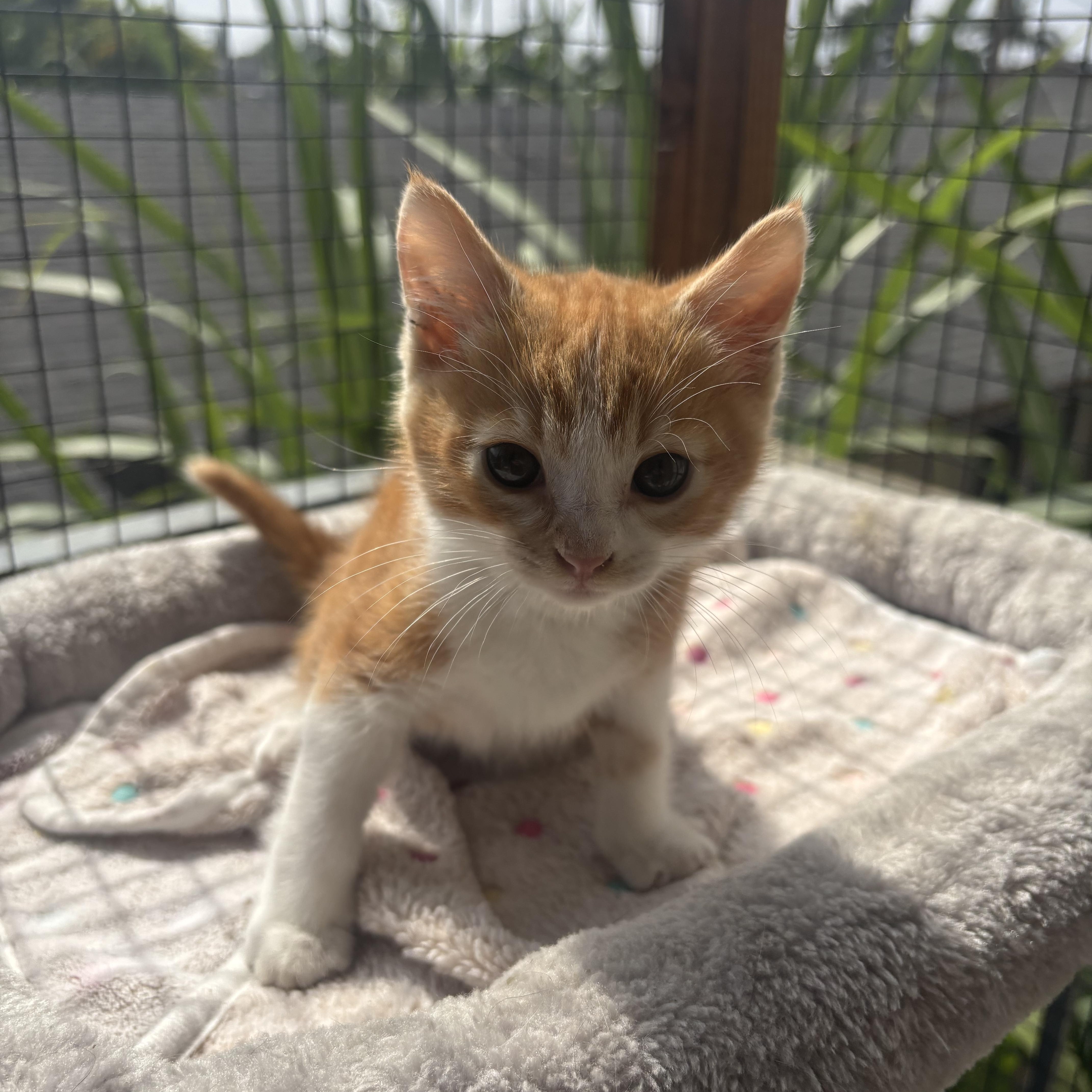 A baby small-sized male Orange & White Domestic Short Hair cat named Puss N Boots for adoption in Costa Mesa, CA