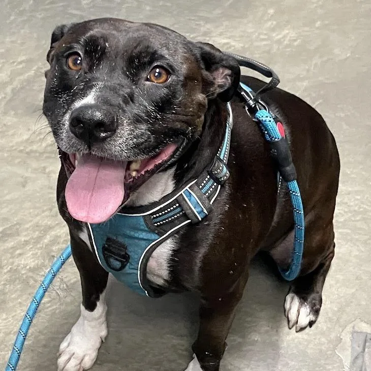 An adult medium-sized female Black Mixed Breed dog named Gizmo for adoption in DeKalb, IL