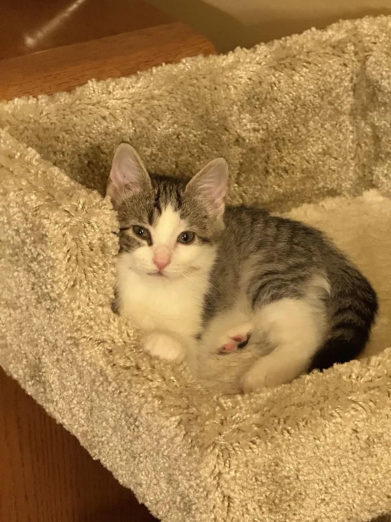A baby medium-sized female Domestic Short Hair cat named Misty for adoption in Wheaton, IL