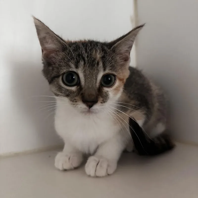 A baby small-sized female Calico Domestic Short Hair cat named Cashmere for adoption in Dearborn, MI
