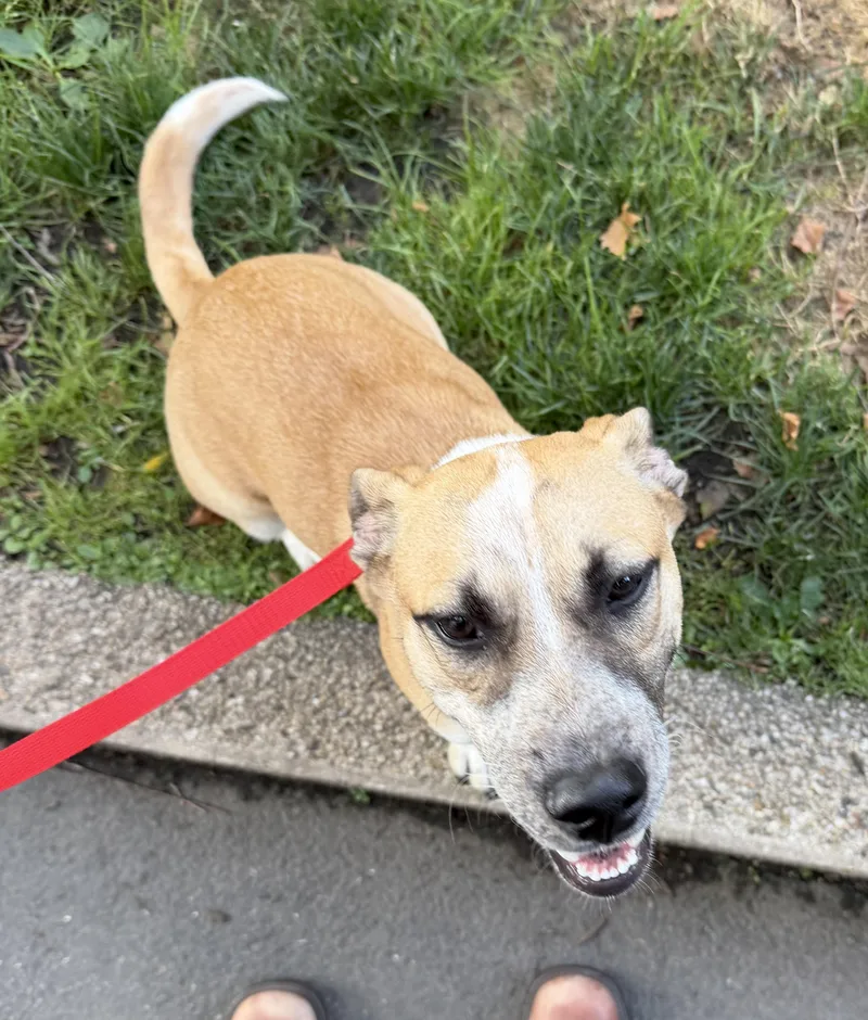 A young small-sized female Yellow / Tan / Blond / Fawn Chiweenie dog named Pauline for adoption in Brooklyn, NY