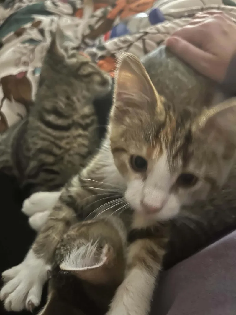 A baby small-sized female Domestic Short Hair cat named Brighid for adoption in Milwaukee, WI