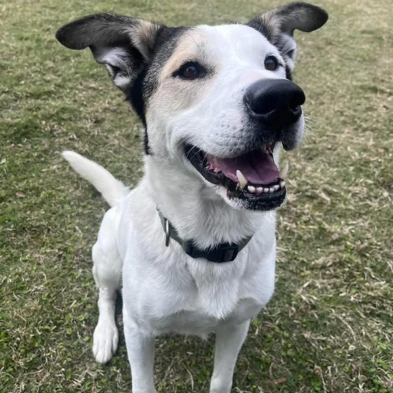 Loki