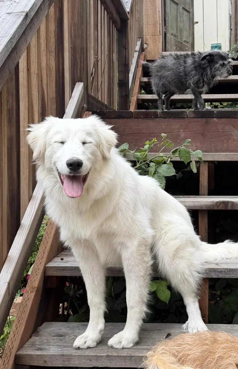 A young large-sized female White / Cream Great Pyrenees dog named Clover for adoption in Davis, CA