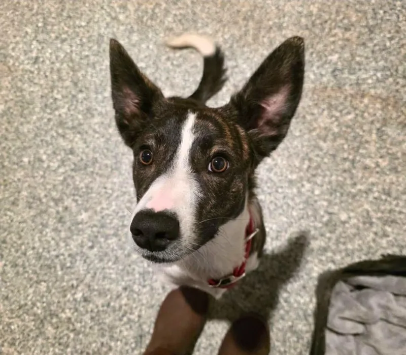 A young medium-sized female Brown / Chocolate Border Collie dog named Ruby for adoption in Mora, MN