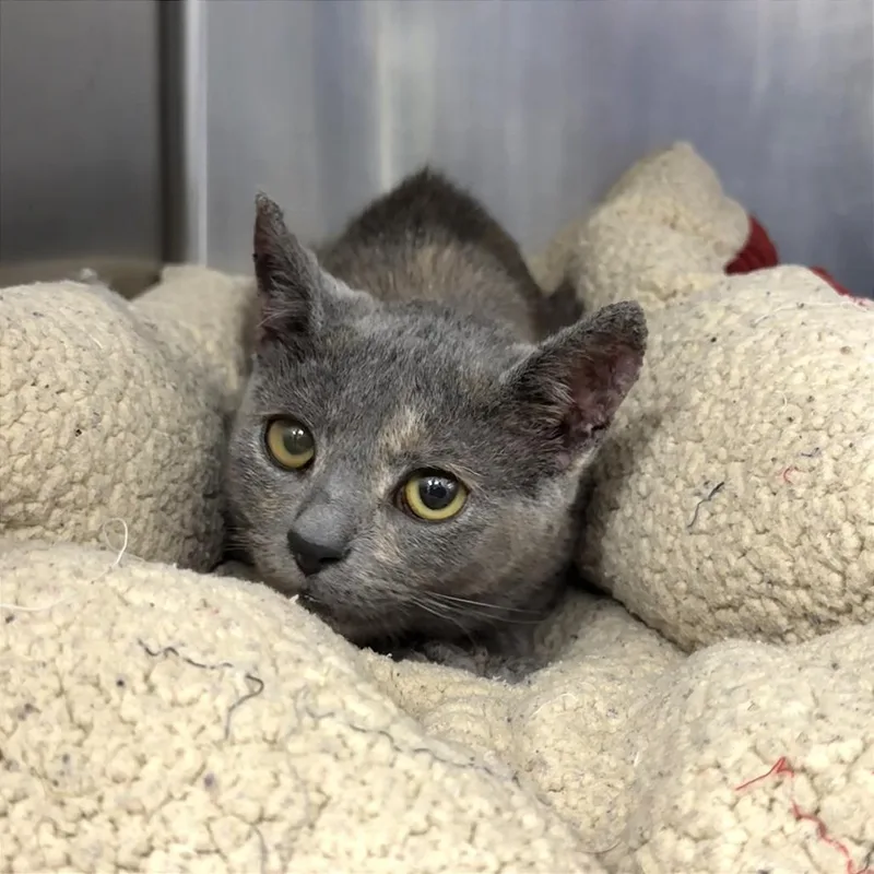 A young medium-sized female Tortoiseshell Domestic Short Hair cat named Crunchwrap for adoption in Evansville, IN