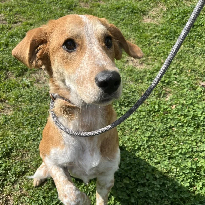 Supergirl thumbnail 4