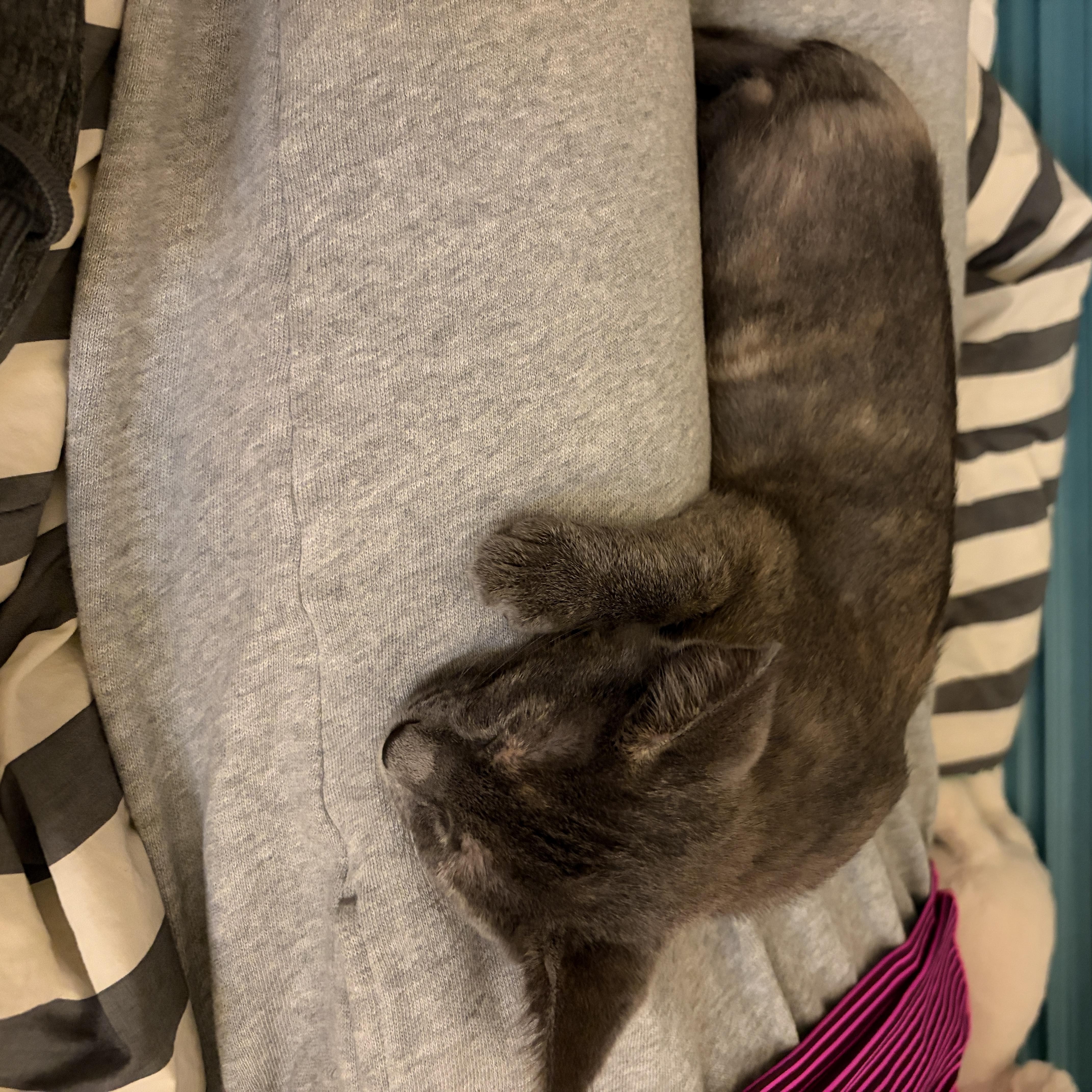 A baby small-sized female Dilute Calico Manx cat named Cleo for adoption in Tulsa, OK