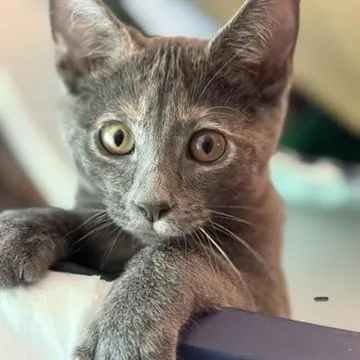 Cleo thumbnail 2