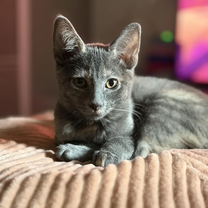 Cleo thumbnail 4