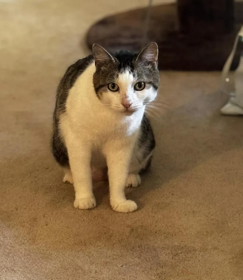 An adult small-sized female Gray & White Domestic Short Hair cat named Sally Catrera for adoption in WARNER ROBINS, GA