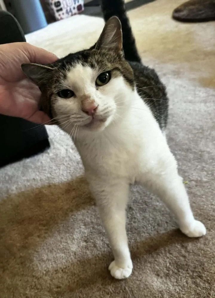 Sally Catrera thumbnail 3