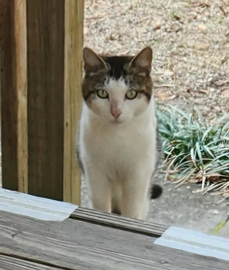 Sally Catrera thumbnail 4