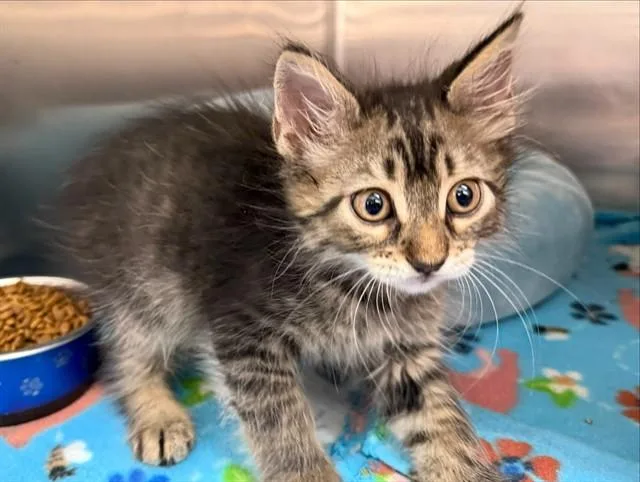 A baby small-sized male Domestic Short Hair cat named Billy for adoption in Saint Louis, MO