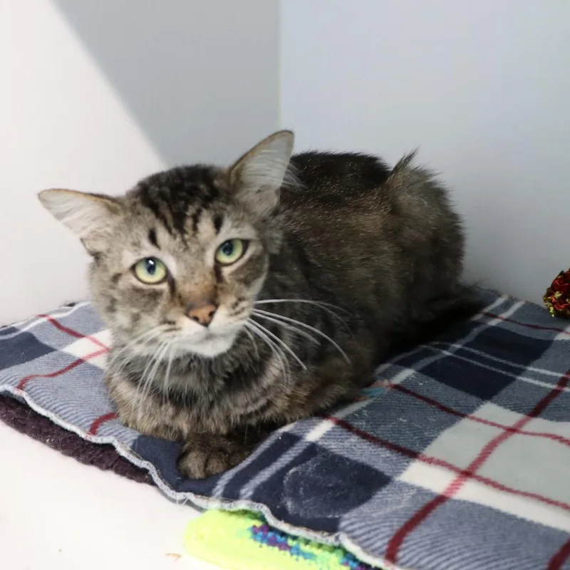 An adult large-sized male Domestic Long Hair cat named Scander for adoption in Dearborn, MI
