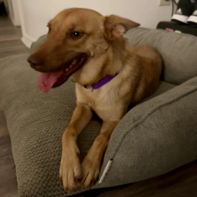 Penelope