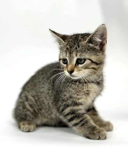 A baby small-sized female Domestic Short Hair cat named Olive for adoption in Morton Grove, IL