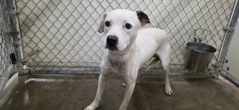 A young medium-sized male Labrador Retriever dog named Polaris for adoption in California City, CA