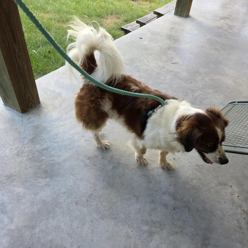 An adult medium-sized male White / Cream Mixed Breed dog named Buddy for adoption in Livingston, TX