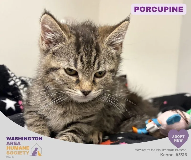 A baby small-sized male Tabby (Brown / Chocolate) Domestic Short Hair cat named Porcupine for adoption in Eighty Four, PA