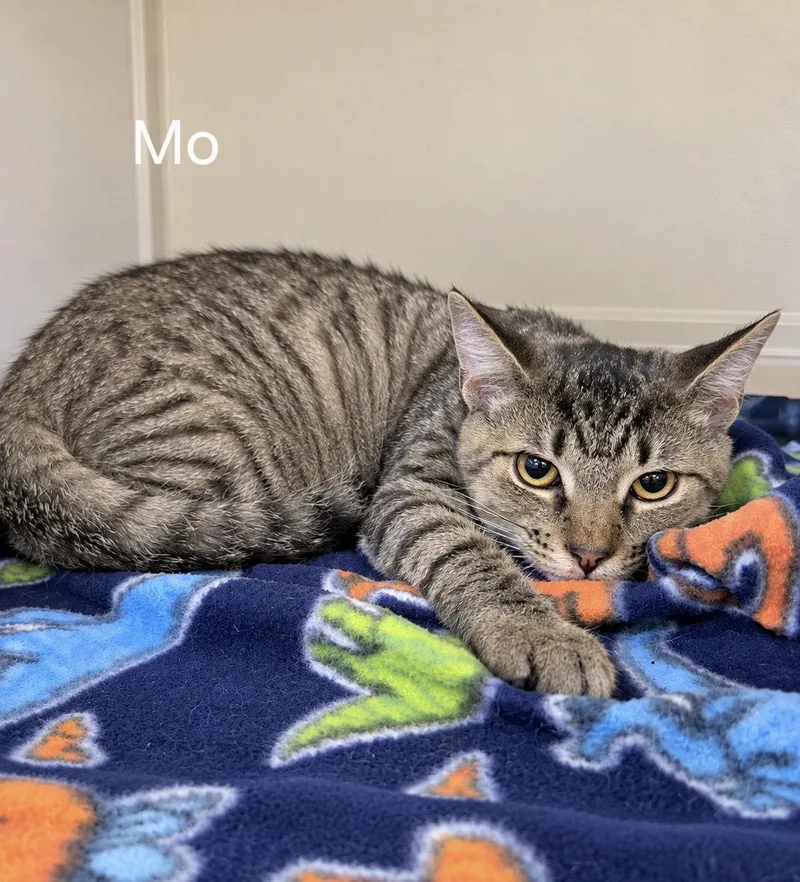 A baby medium-sized male Brown / Chocolate Domestic Short Hair cat named Mo for adoption in Oviedo, FL