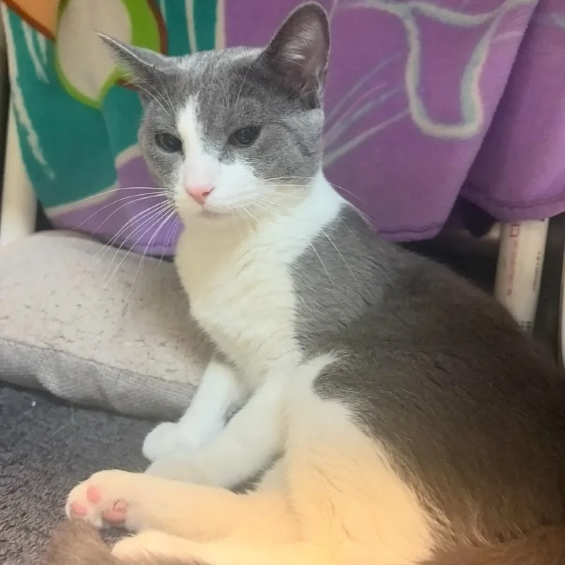 An adult medium-sized male Gray / Blue / Silver Domestic Short Hair cat named Alleyoop for adoption in Charlottesville, VA