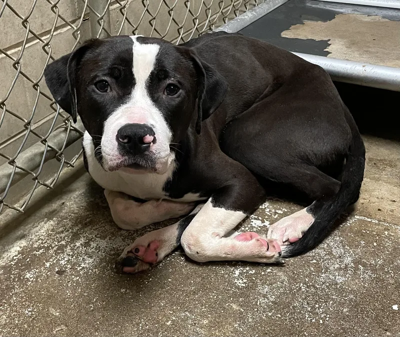 A young medium-sized male Black Pit Bull Terrier dog named Polish HOLD for adoption in Canton, OH