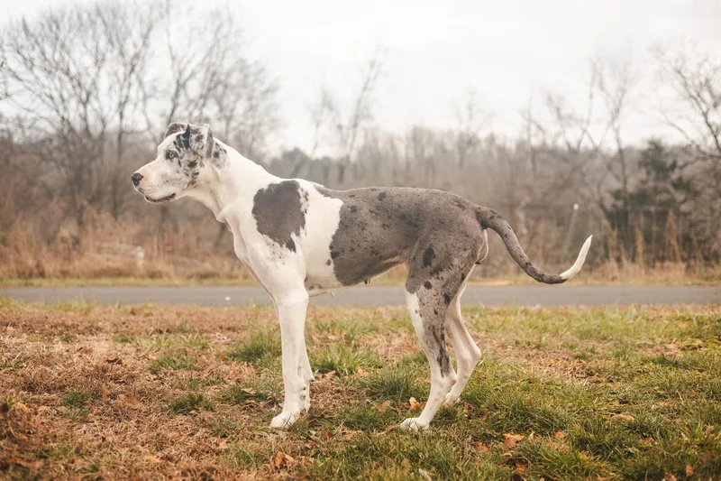 Annita  Transport thumbnail 2