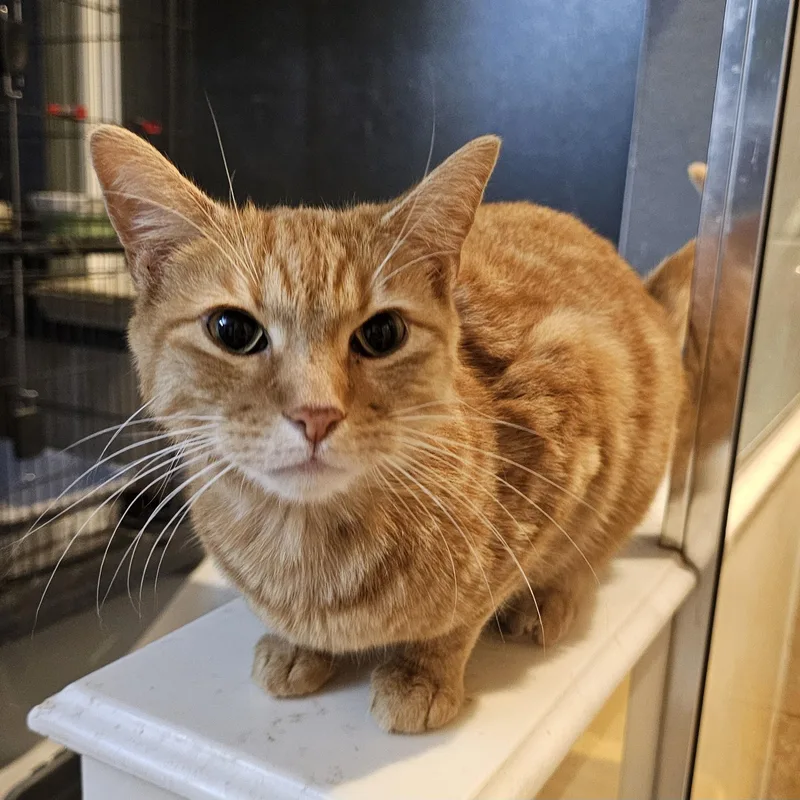 An adult medium-sized male Tabby (Orange / Red) Domestic Short Hair cat named Kodzo ORT for adoption in Missouri City, TX