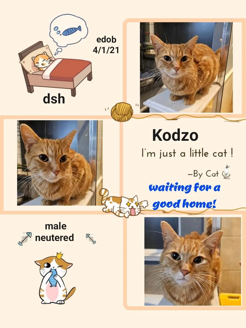 Kodzo ORT thumbnail 4