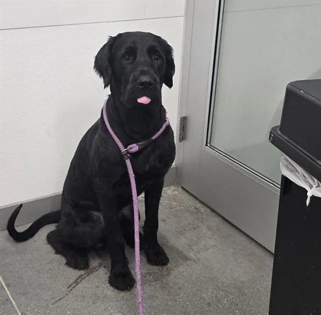 A young large-sized male Giant Schnauzer dog named Kaiser for adoption in Mesa, AZ