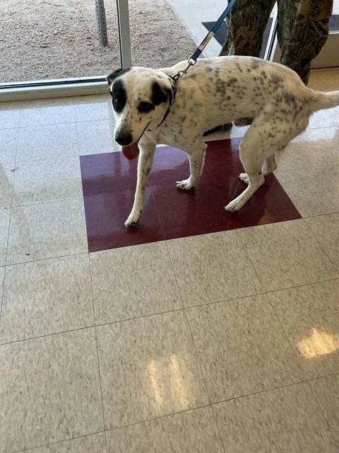 An adult medium-sized male German Shorthaired Pointer dog named Patches A for adoption in Plano, TX