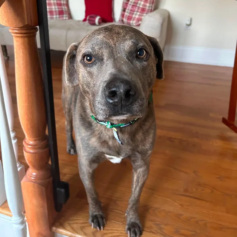 A senior large-sized male Brindle Mixed Breed dog named Titan for adoption in Farmingdale, NJ