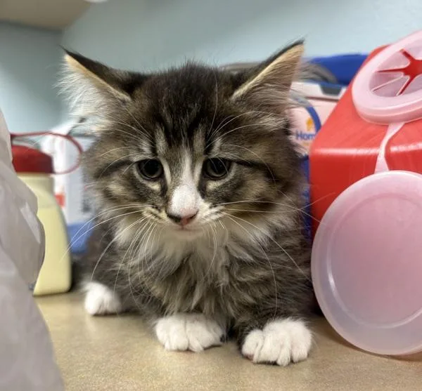 A baby small-sized male Domestic Long Hair cat named Puff for adoption in Sioux City, IA
