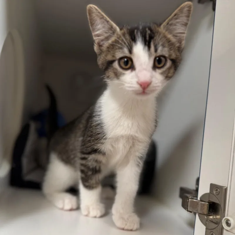 A baby small-sized female Brown / Chocolate Domestic Short Hair cat named Tilapia for adoption in Riverside, CA