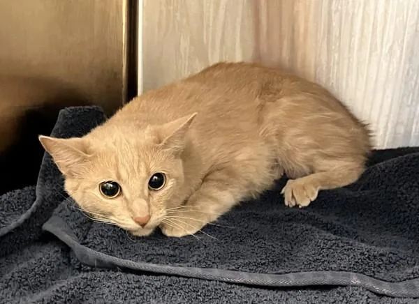 An adult medium-sized female Domestic Short Hair cat named Delilah for adoption in Stratham, NH