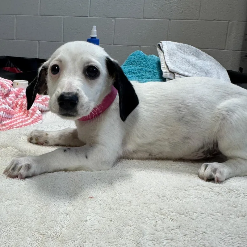 A baby medium-sized female Black Beagle dog named Debbie for adoption in Englewood, FL