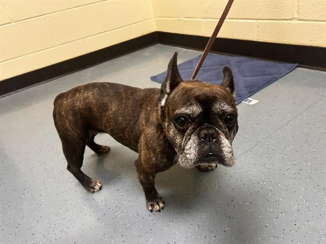 An adult small-sized female French Bulldog dog named Bali for adoption in Denver, CO