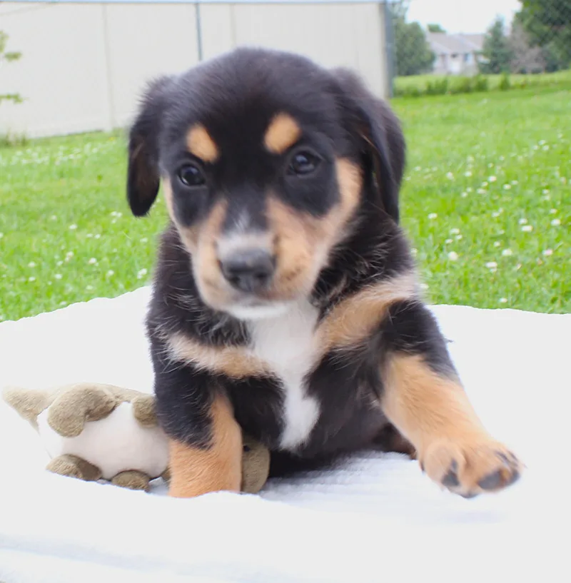 A baby medium-sized female Black Pembroke Welsh Corgi dog named Dory for adoption in Lisbon, IA