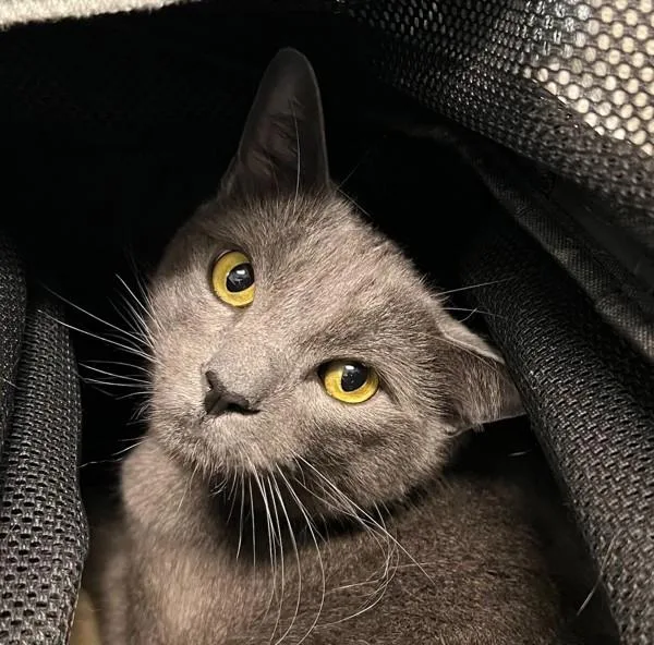 An adult medium-sized male Domestic Short Hair cat named Dusty for adoption in San Diego, CA