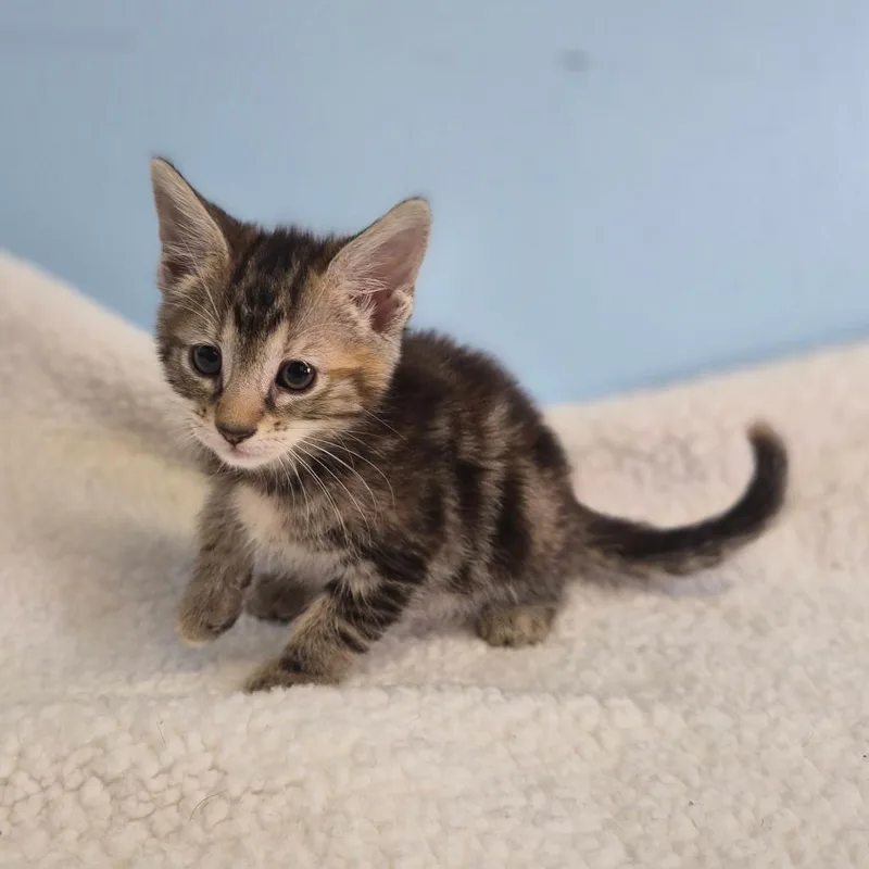 A baby small-sized female Domestic Short Hair cat named Patty Whack for adoption in Wahiawa, HI