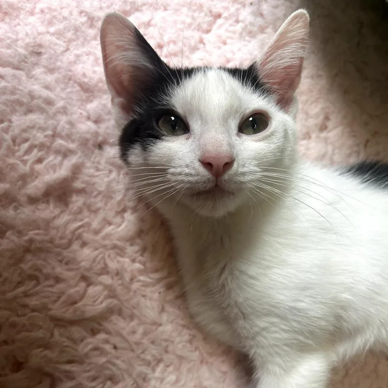 A baby small-sized male White Domestic Short Hair cat named Poppy for adoption in Philadelphia, PA