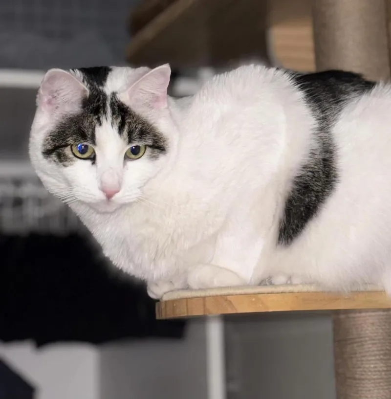 An adult medium-sized male White Domestic Short Hair cat named Quinn Meow for adoption in Chandler, AZ