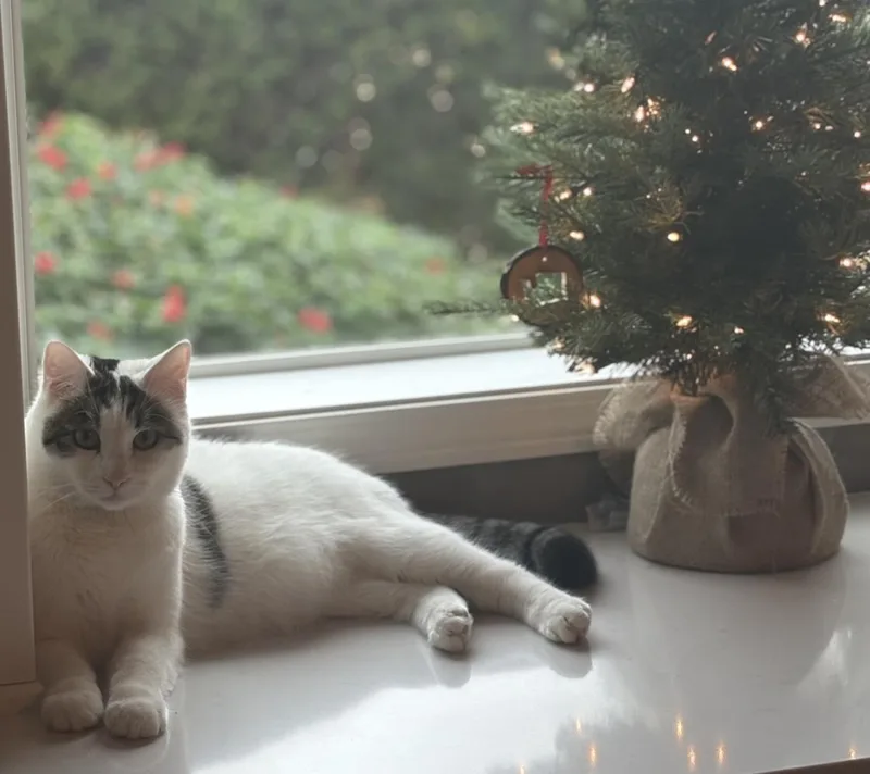 Quinn Meow thumbnail 3