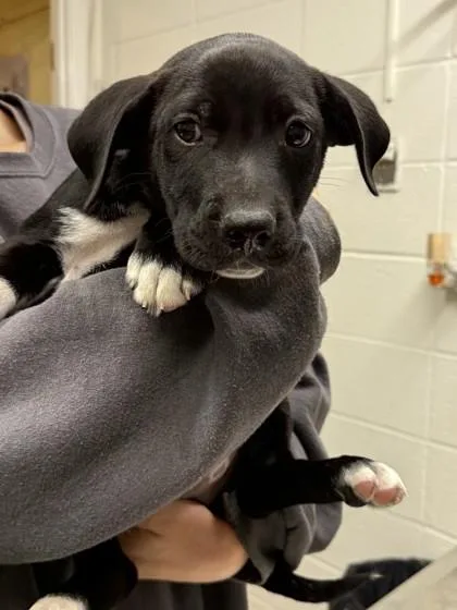 A baby large-sized male Mixed Breed dog named Sherman Vermon for adoption in Covington, LA