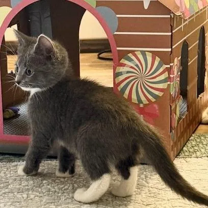A baby small-sized female Gray / Blue / Silver Domestic Short Hair cat named Storm for adoption in Bedford, NH