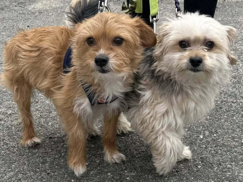 An adult medium-sized male Yorkshire Terrier dog named Puma for adoption in Groveland, MA